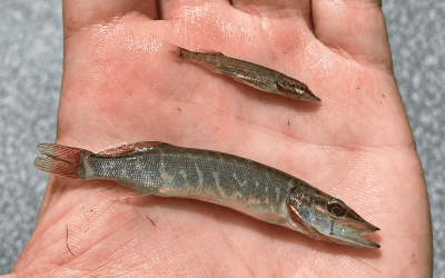 Brochet dans les Landes : une reproduction 2026 encourageante, mais des situations contrastées